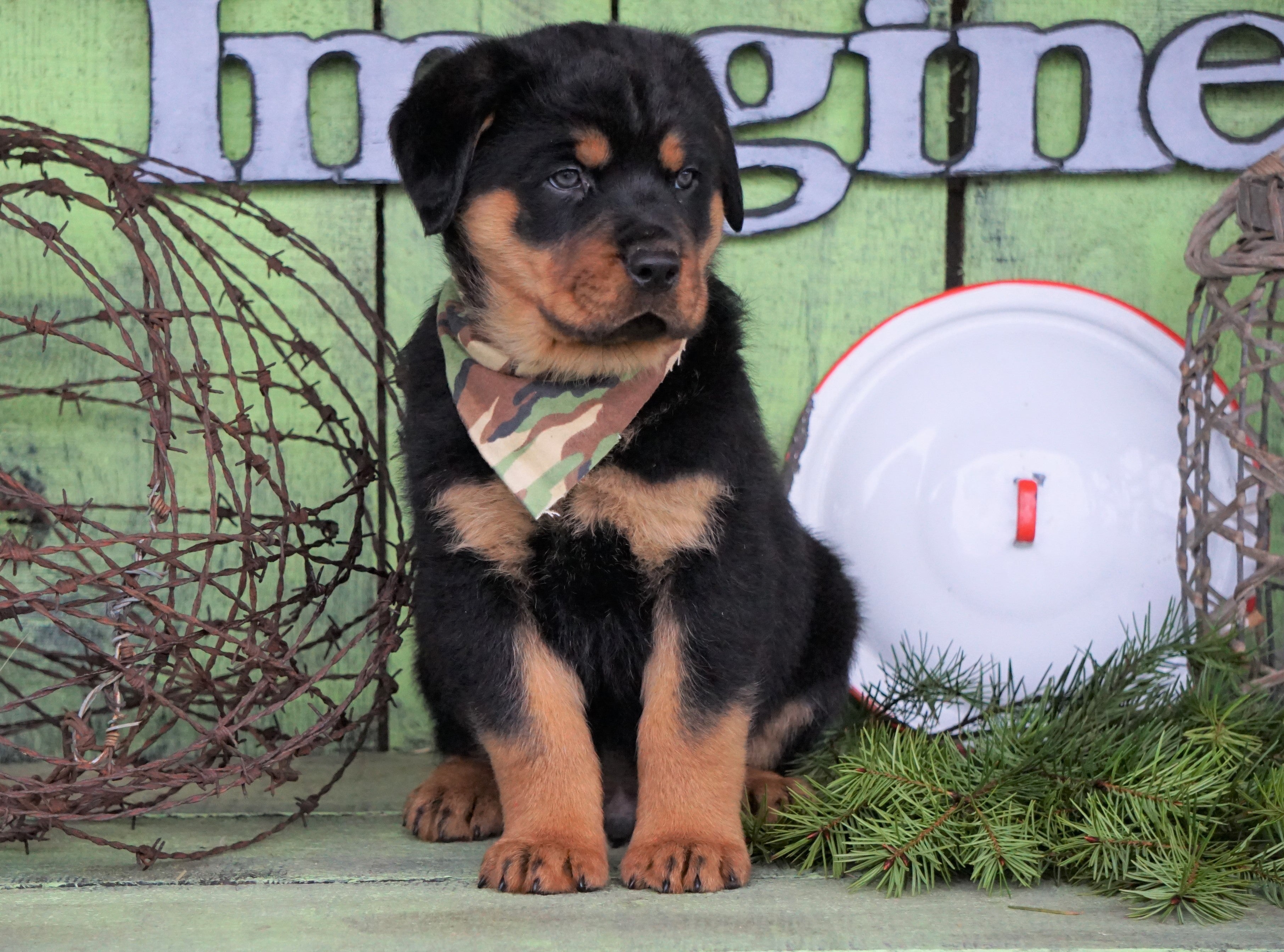 Akc registered rottweiler puppies Clearance