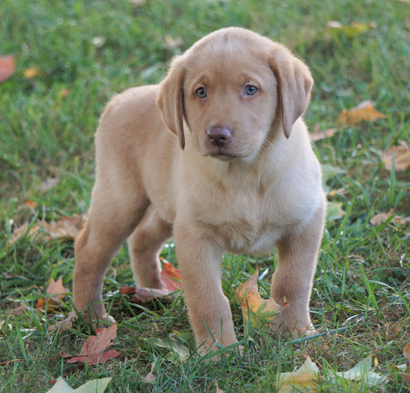 AKC Registered Labrador Retriever For Sale Sugarcreek, OH Male-Rocky