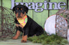 AKC Registered Rottweiler For Sale Sugarcreek, OH Female - Bella