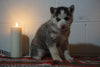 Siberian Husky For Sale Fredericksburg, OH Female- Flicky