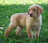 AKC Registered Labrador Retriever For Sale Sugarcreek, OH Male-Rocky