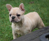 Frenchton For Sale Millersburg, OH Female - Lily