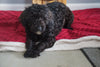 AKC Registered Miniature Poodle For Sale Sugarcreek, OH Male- Midnite