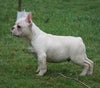 AKC Registered French Bulldog For Sale Millersburg, OH Male - Timmy