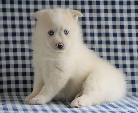 Pomsky For Sale Sugarcreek, OH Male - Max