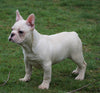 AKC Registered French Bulldog For Sale Millersburg, OH Male - Timmy