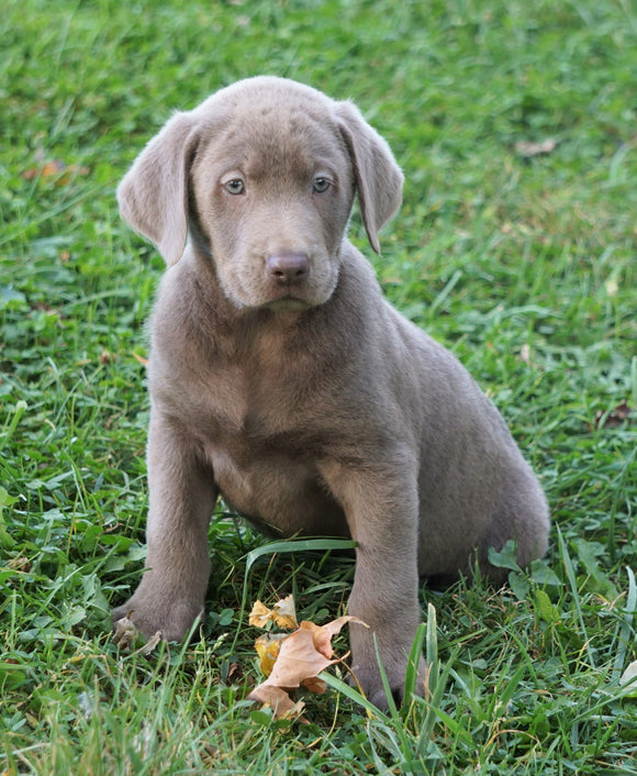 AKC Registered Silver Labrador Retriever For Sale Sugarcreek, OH Male - Diesel