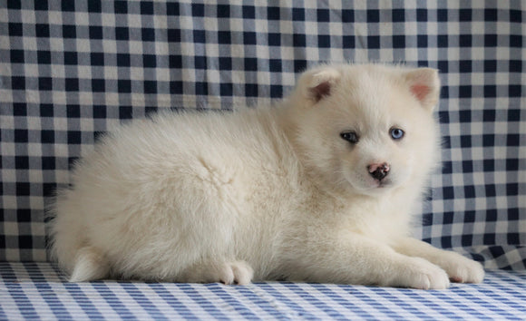 Pomsky For Sale Sugarcreek, OH Male - Charlie