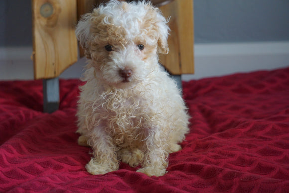 Miniature Poodle For Sale Sugarcreek, OH Female- Buttercup