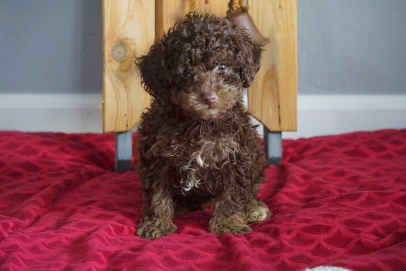 Miniature Poodle For Sale Sugarcreek, OH Male- Freddie