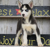 CKC Registered Siberian Husky For Sale Millersburg, OH Male - Max