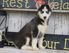 CKC Registered Siberian Husky For Sale Millersburg, OH Male - Max