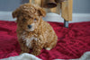 AKC Registered Toy Poodle For Sale Sugarcreek, OH Female- Lil' Miracle