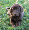 AKC Registered Labrador Retriever For Sale Sugarcreek, OH Male-Axel