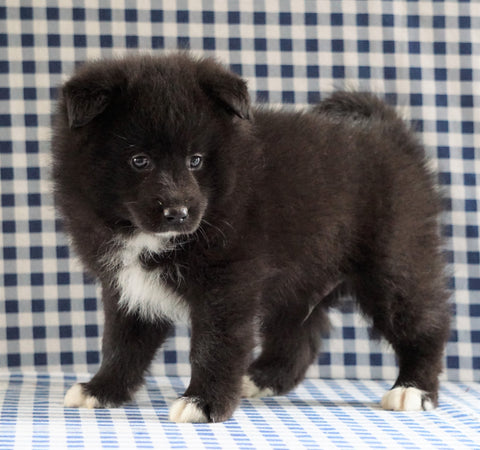 Pomsky For Sale Sugarcreek, OH Male - Marco