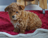 AKC Registered Toy Poodle For Sale Sugarcreek, OH Female- Lil' Miracle