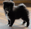 Pomsky For Sale Sugarcreek, OH Male - Marco