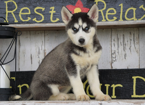 CKC Registered Siberian Husky For Sale Millersburg, OH Female - Lexi