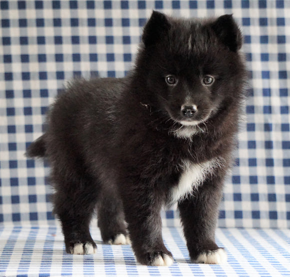 Pomsky For Sale Sugarcreek, OH Female - Lola