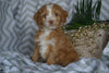 Cockapoo For Sale Millersburg, OH Male- Stanley