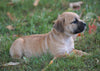 Puggle For Sale Sugarcreek, OH Male - Jack