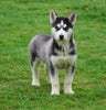 CKC Registered Siberian Husky For Sale Millersburg, OH Female - Lexi