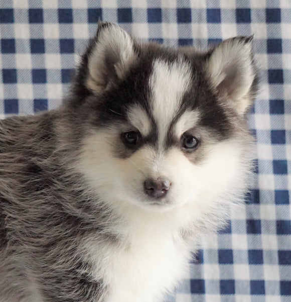 Pomsky For Sale Sugarcreek, OH Male - Rambo