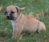 Puggle For Sale Sugarcreek, OH Male - Jack