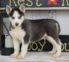 CKC Registered Siberian Husky For Sale Millersburg, OH Male - Dallas