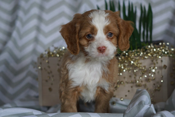 Cockapoo For Sale Millersburg, OH Male- Benji