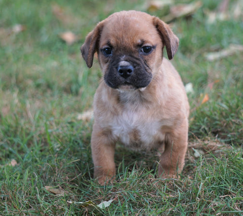 Puggle For Sale Sugarcreek, OH Female - Trixie