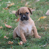 Puggle For Sale Sugarcreek, OH Female - Trixie