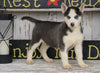 CKC Registered Siberian Husky For Sale Millersburg, OH Male - Dallas