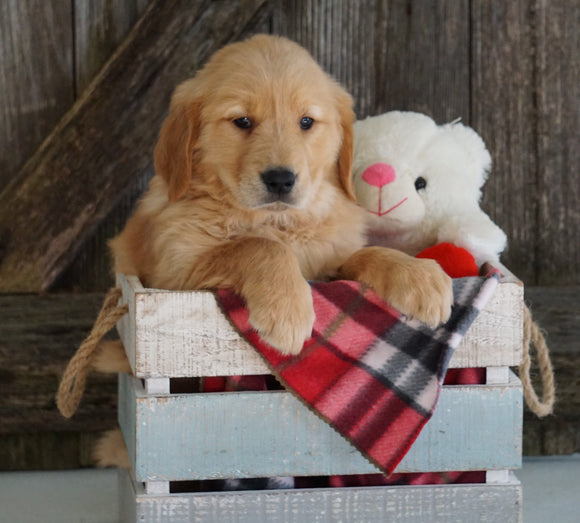 AKC Registered Golden Retriever For Sale Fredericksburg, OH Female- Greta