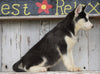 CKC Registered Siberian Husky For Sale Millersburg, OH Female - Dixie