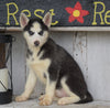 CKC Registered Siberian Husky For Sale Millersburg, OH Female - Dixie