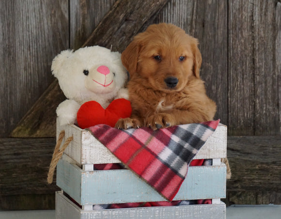 AKC Registered Golden Retriever For Sale Fredericksburg, OH Male- Grant