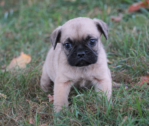 Puggle For Sale Sugarcreek, OH Female - Zoey