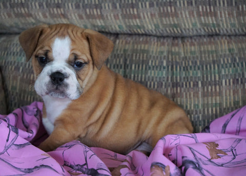 Beabull Puppy For Sale Millersburg, OH Female - Buttercup