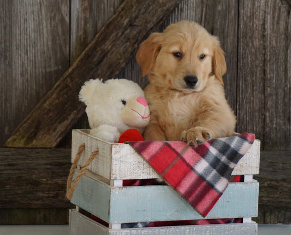 AKC Registered Golden Retriever For Sale Fredericksburg, OH Male- Gabe