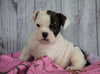 Beabull Puppy For Sale Millersburg, OH Female - Queenie