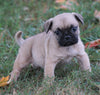 Puggle For Sale Sugarcreek, OH Female - Zoey