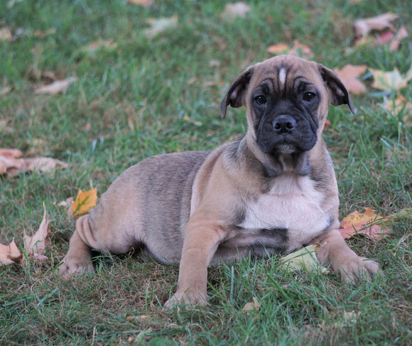 English Bulldog/Puggle For Sale Sugar Creek, OH Male- Grady