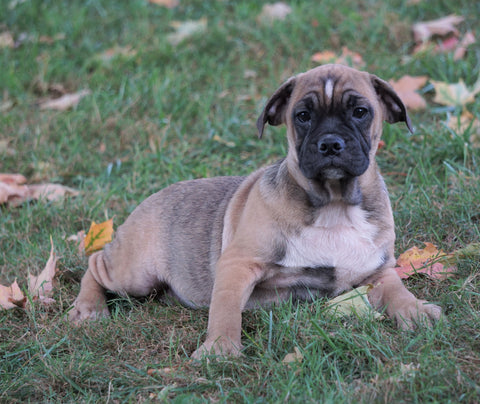 English Bulldog/Puggle For Sale Sugar Creek, OH Male- Grady