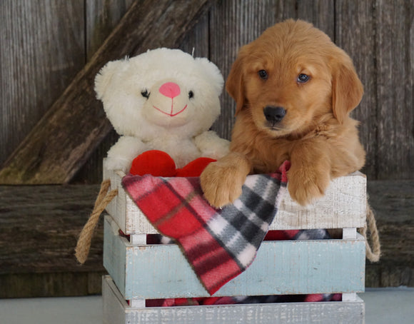 AKC Registered Golden Retriever For Sale Fredericksburg, OH Male- Gariet