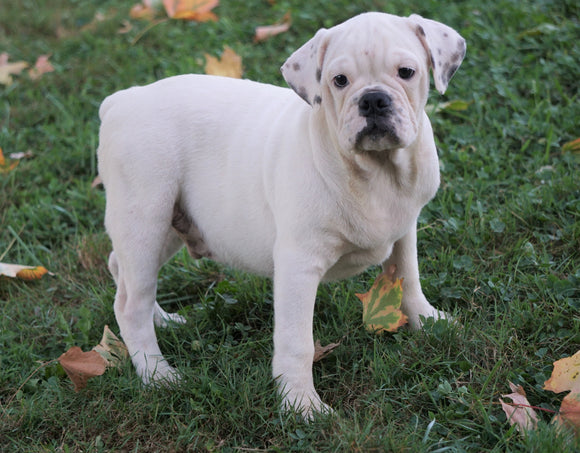 English Bulldog/Puggle For Sale Sugar Creek, OH Male- Connor