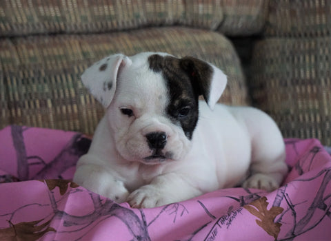 Beabull Puppy For Sale Millersburg, OH Female - Queenie