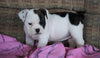 Beabull Puppy For Sale Millersburg, OH Female - Queenie