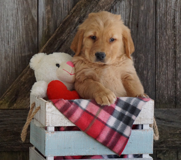 AKC Registered Golden Retriever For Sale Fredericksburg, OH Male- Geo