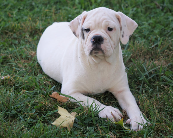 English Bulldog/Puggle For Sale Sugar Creek, OH Male- Benji